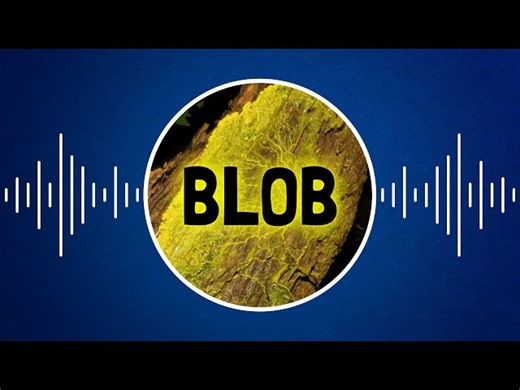 Podcast | Qu’est-ce qu’un blob ?
