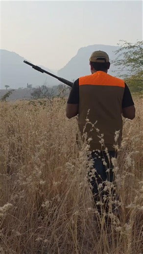 Hunting Grey partridge 4 birds down in 2 swings #hunting #gundogs #partridge #huntingseason #yt
