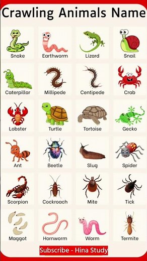 20 Crawling Animals Names for Kids | Fun Learning Video with Pictures and Sounds | Hina Study