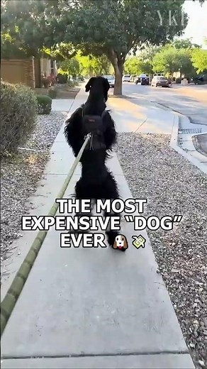 The Most Expensive “Dog” Ever 🐶💸