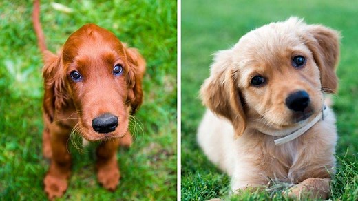 Irish Setter vs Golden Retriever (Which Dog is Better?) | Loyal Goldens