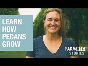 Learn How Pecans Are Grown in Texas