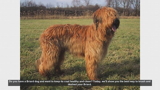 How to Brush and Deshed Your Briard Dog: Essential Grooming Tips
