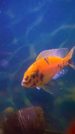 Cichlid Fish Care, Tank Size & Feeding Guide