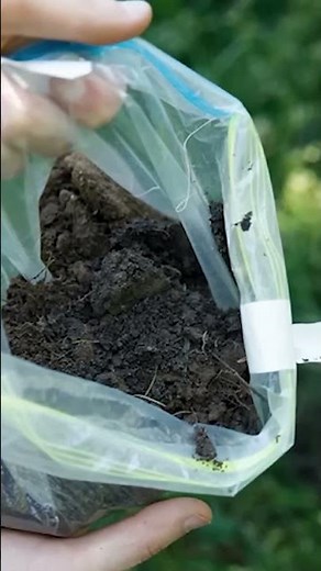 The bacteria that causes SYPHILIS