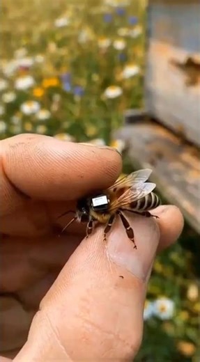 Camera on the Back of a Bee 🐝 #nature #youtubeshorts