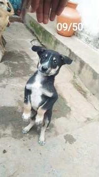 Day 9 Farm Vlog: Dogs Visit, Sheep & Cows, Firewood Work, and Angry Monkeys!