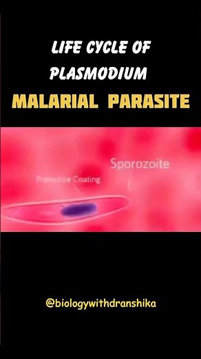The deadly journey of Plasmodium: From mosquito to human, fueling the cycle of malaria! 🦟🩸
