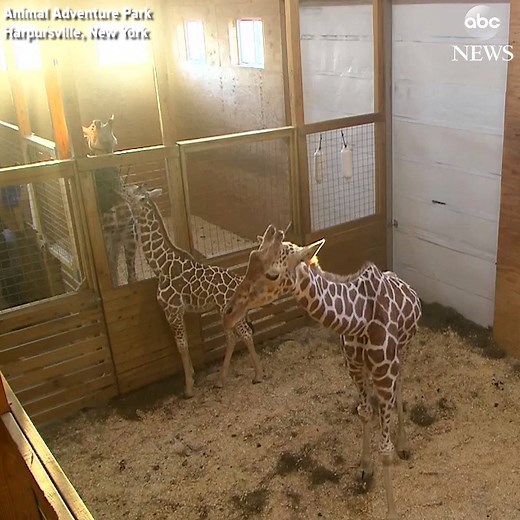 1.9M views · 27K reactions | Is it time for another giraffe cam?...