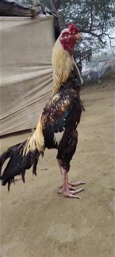 Java ashlil champion 🏆 subscribe my YouTube channel 🥰🙏