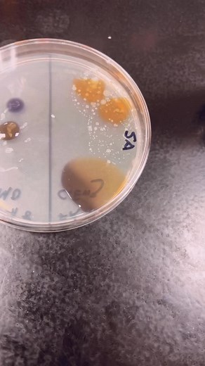 Exploring Bacterial Cultures in a Petri Dish