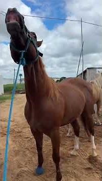 How to Start a Horse Breeding Farm | Step-by-Step Guide for Beginners