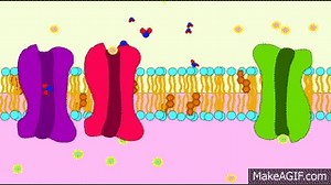 cell membrane channel proteins on Make a GIF