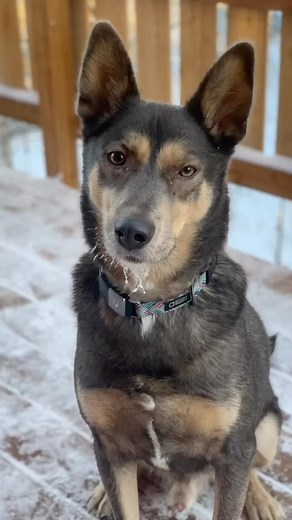 Dog Works Training Company: Alaska Dog Works on Reels