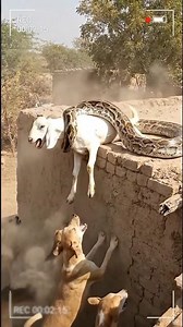 The python swallowed the goat. #short #goat #python