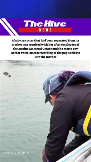 The Hive News English on Reels