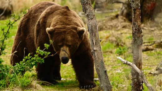 Chunk, 1,200 pounds, wins Alaska’s popular Fat Bear Week contest