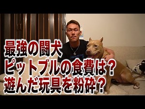 最強の闘犬ピットブルの飼い方