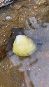 Wonderful Pearls Come Out From Shell | Brian Freeman A