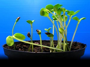 The roots of plant intelligence