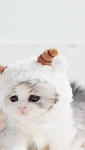 Understanding Cat Care and Behavior