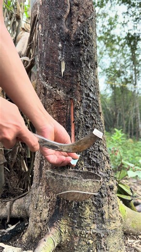 Irisan pohon karet tua #peranigetah #woodworking #bushcraft #wood #satisfying