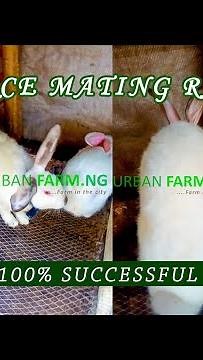RABBIT FORCE MATING ..... Successful Way Of Force Breeding Rabbits #Rabbits