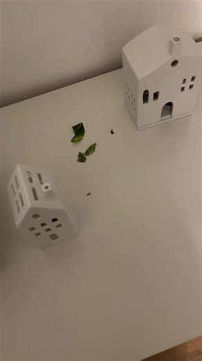 Ich würde sagen ERWISCHT! #bunlounge #foryou #cute #cat #babycat