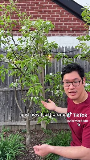 Training an Asian Pear Tree: Farmer Beau's Pruning Tips | Part 1
