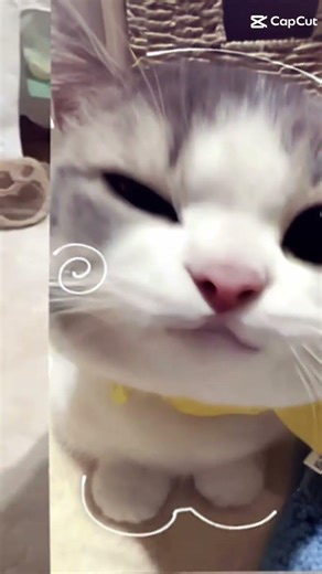 ih lucu banget kucing nya gys 🥰 #kucing #lucu #tapi #kece