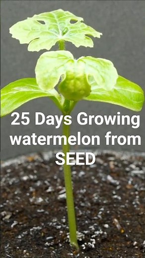 25 Days Growing Watermelon From Seed | Amazing Timelapse Growth 🍉 #Watermelon