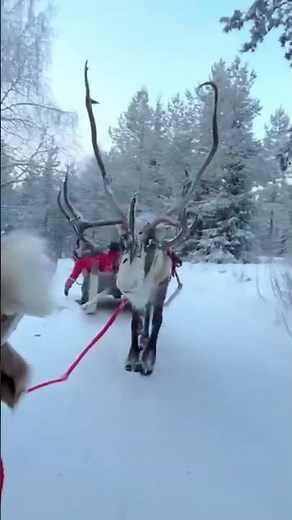 Your mini guide to roadtripping in Lapland 🇫🇮⬇️ ✈️ Fly into Kittila (via Helsinki) on Finn Air