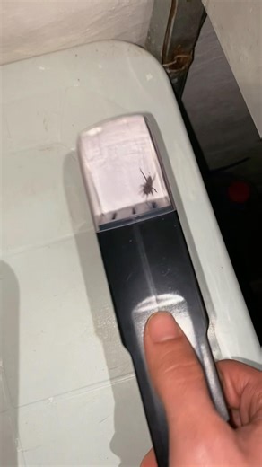 I made this tools to move spiders #shorts #spider