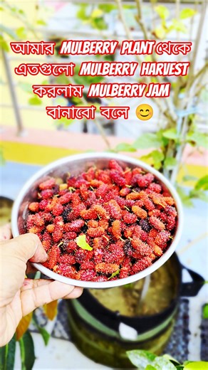 || Mulberry Harvest || My Terrace Garden ||