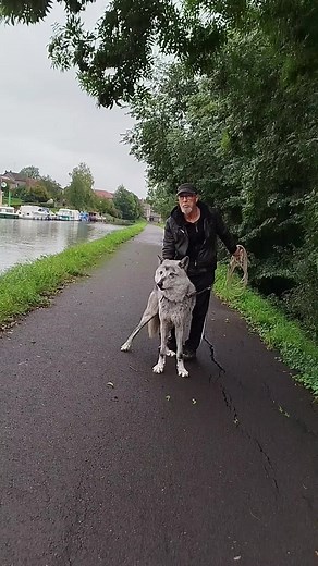 Tout savoir sur le chien loup et les loups