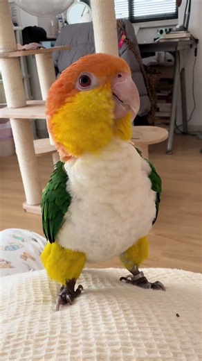 Playful Caique Parrot's Naughty Antics