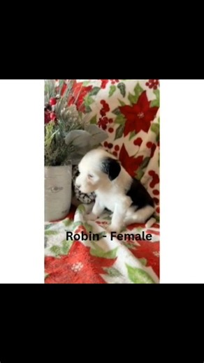 Grace Wood Farm on Instagram: "Robin, our adorable Reverse Mini Sheepadoodle puppy, is ready to find a loving home! 🐾 She’s from Mama Cohutta’s Fall Litter and is waiting for you at our Clinton, TN, Location. Interested in bringing Robin home? Contact us at 803-888-4149 – your Sheepadoodle adventure starts here! #reversesheepadoodlesofinstagram #reversesheepadoodles #reversesheepies #sheepadoodlesbydesign #sheepadoodletakeover #sheepadoodlenation #sheepadoodlesofinstagram #puppylove🐶 #puppygra