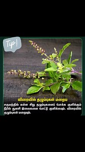 8.4K views · 585 reactions | Beauty Tips  #skinnatural #skintreatment #beauty #instagram #instagood #trendingsongs #scar#tulasi#skincare | Sharmi Sangili | Facebook