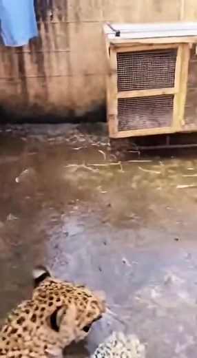 1M views · 3K reactions | Leopard Attacks Villagers — Terrifying...