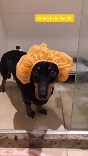 #querotomarbanhonao #queroficarfedida #diadebanho #cheirosa #dogchallenge #ficaemcasa