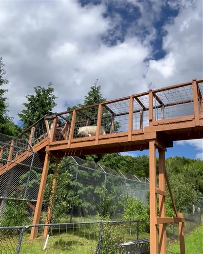 The wolf skywalk is once again open! This walkway connects two enclosures to each other essentially doubling the habitat size. As projects are completed, more wolves will have opportunities to meander to new space for exploration and enrichment. | Wolf Mountain Nature Center