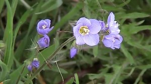 How to Grow Jacob’s Ladder Flowers (Polemonium caeruleum) - Gardening Channel