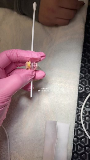 Veterinarian Intubating Snake in Hospital