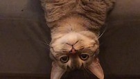 46K views · 1.7K reactions | We are not certain what's going on here, but it looks like this cat is trying to defy gravity in the most peculiar lying position ever :D You can never be sure with cats! | Rumble | Facebook