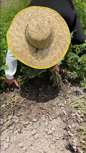 落花生収穫のメカニズム：正確な引き抜き技術 | 땅콩 수확의 정석: 정밀한 발취 기술