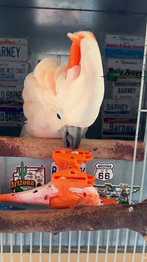 Wheee! This is Fun!! 🦖🧡 #barneythewestcoastcockatoo #westcoastbarney