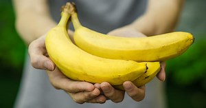 Genetically modified bananas out to stop Cavendish catastrophe