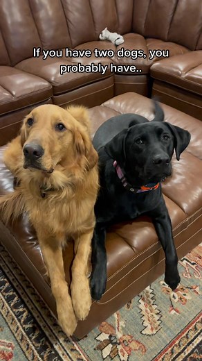 Balancing Act: Golden Retriever and Black Labrador Mix