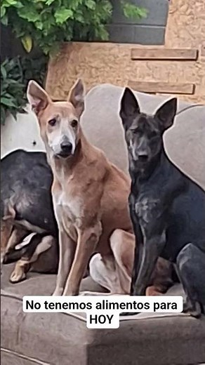 🐶 Paraíso 503 .📲 ayuda urgente 7747-6318 https://www.paypal.me/paraisodelosanimales Chivo 058042234