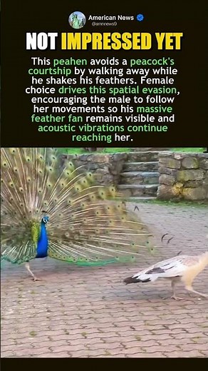 PEAHEN IGNORES THE PEACOCKS DISPLAY